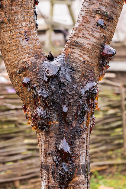 Free photo leaking sap on a cherry tree