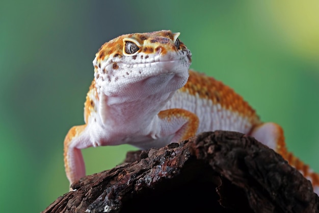 Free Photo leaopard gecko closeup wood