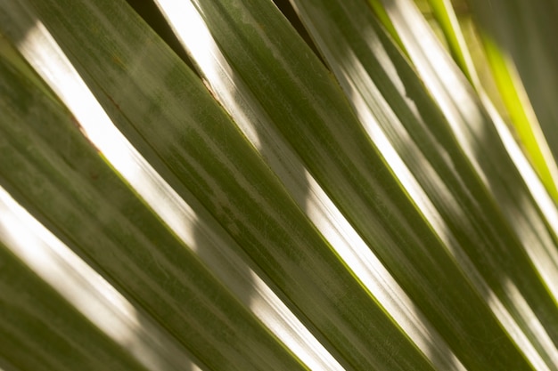 Leaves arrangement organic background