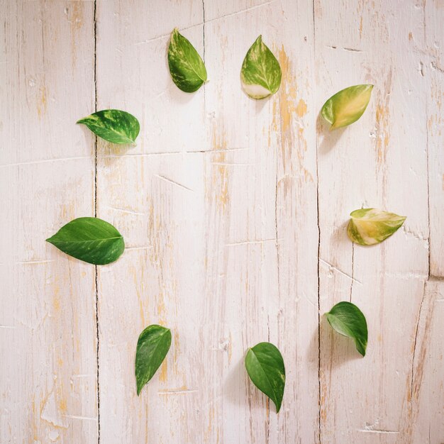 Free Photo leaves in circle on wood