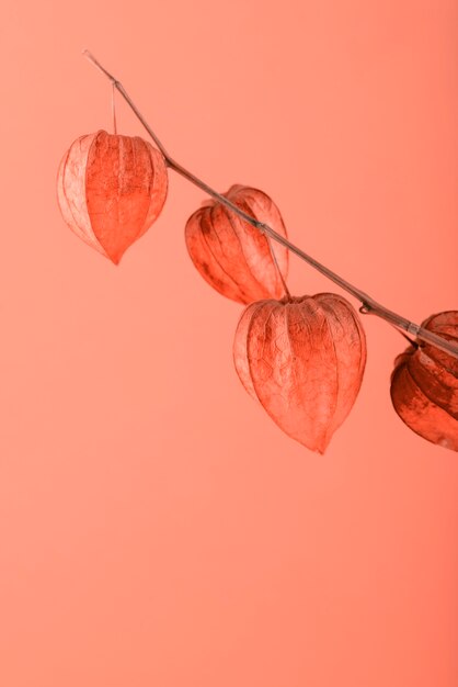 Leaves on coral background