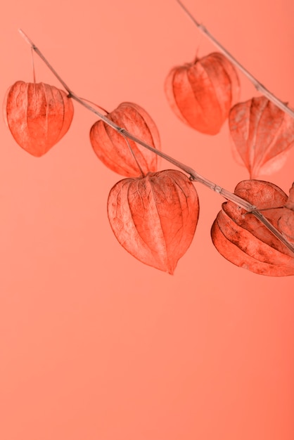 Leaves on coral background