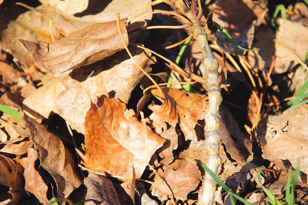 Leaves on the ground