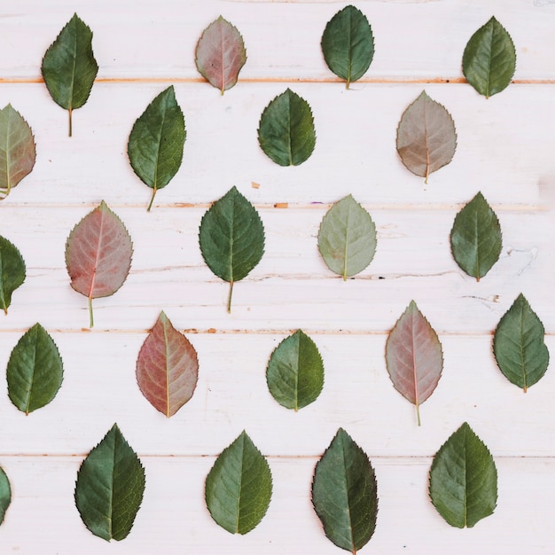 Free photo leaves ornament on table