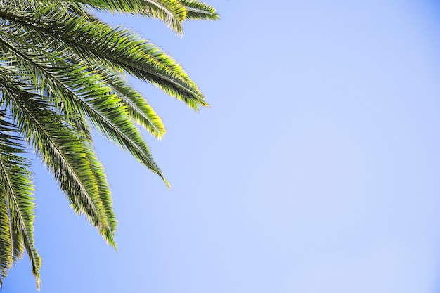 Free photo leaves of palm on sky background