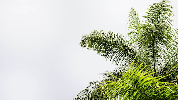 Leaves of palm tree isolated on white background