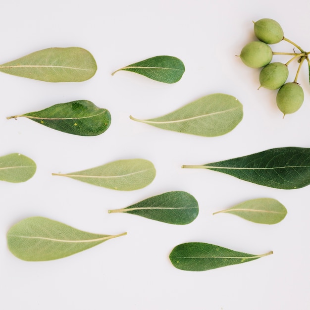 Leaves and plant fruits