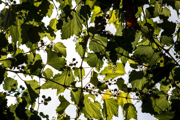 Free Photo leaves on a tree