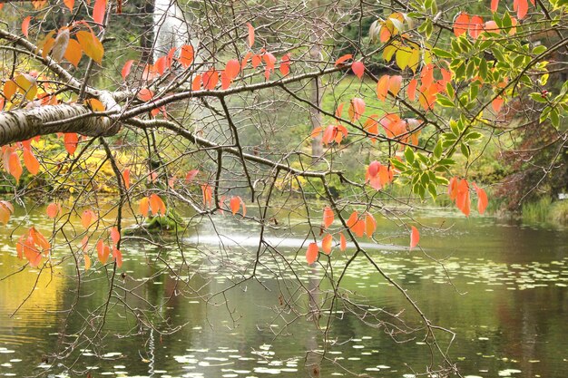 Leaves and water