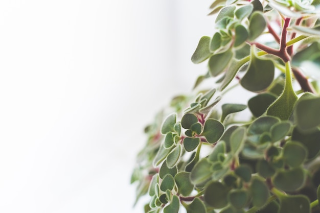 Leaves on a white background