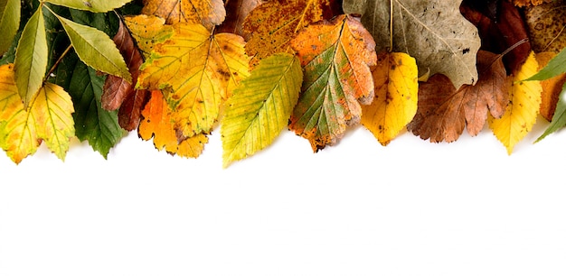 Leaves on white background