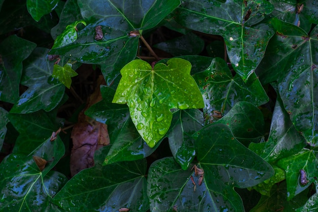 Leaves with raindrops