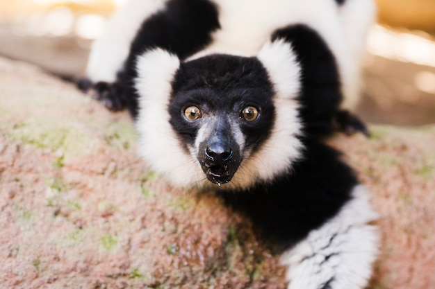 Lemur