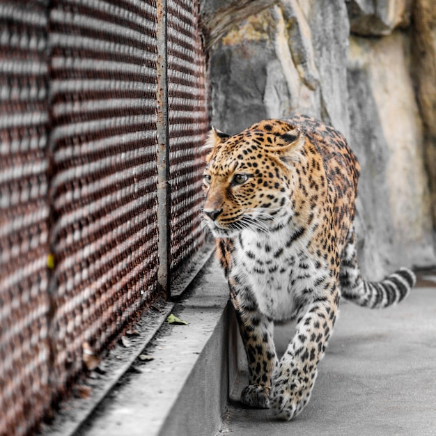 Leopard In Cage At Zoo