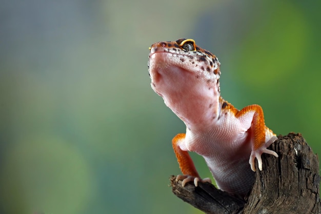 Free photo leopard geckol closeup head on wood leopard gecko lookong for prey