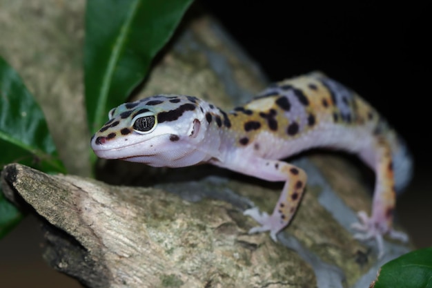 Free photo leopard geckol closeup head on wood leopard gecko lookong for prey