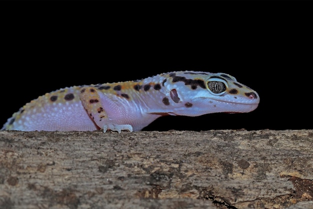 Free photo leopard geckol closeup head on wood leopard gecko lookong for prey