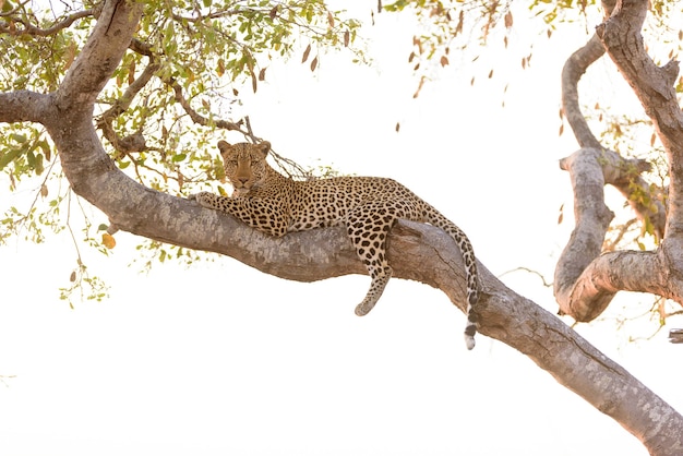 Free photo leopard laying on a tree while looking down to the camera