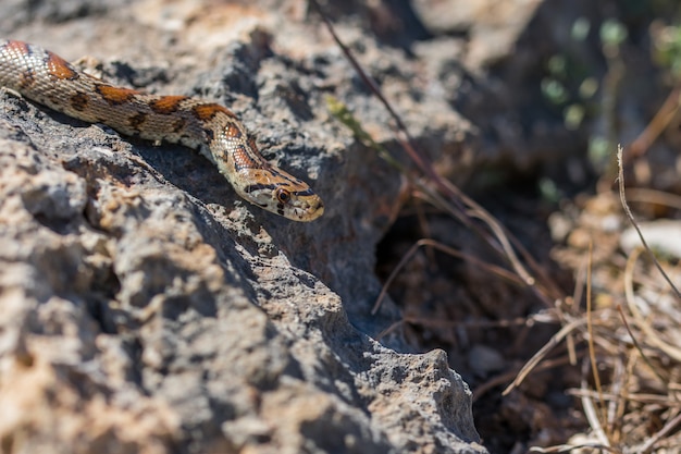 Leopard snake or European Ratsnake, Zamenis situla, slithering on rocks and dry vegetation in Malta