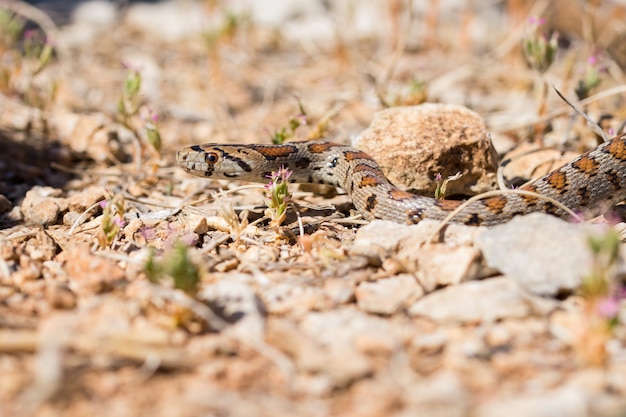 Free photo leopard snake or european ratsnake, zamenis situla, slithering on rocks and dry vegetation in malta