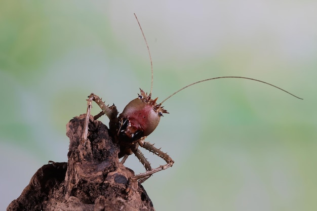 Free Photo lesina sp insect closeup on wood dragon headed katydid closeup insect