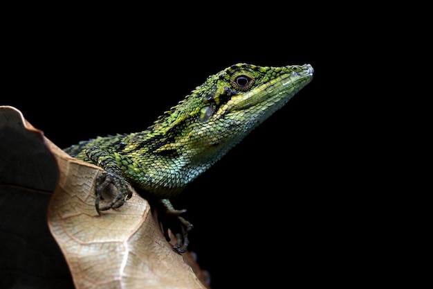 Free Photo lesser tree agamid pseudocalotes tympanistriga closeup indonesian lizard