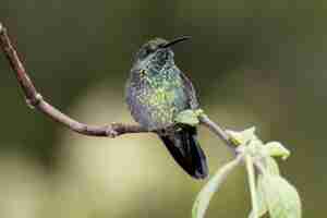 Free photo lesser violetear, colibri cyanotus, formerly green violetear,