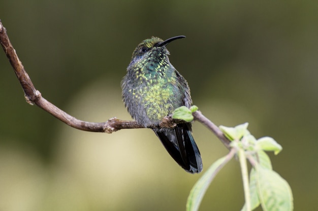 Lesser violetear, Colibri cyanotus, formerly Green violetear,