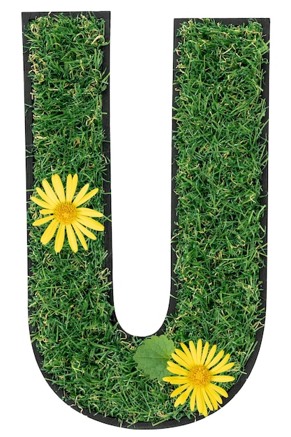 Letter U made of green grass with flowers isolated on white