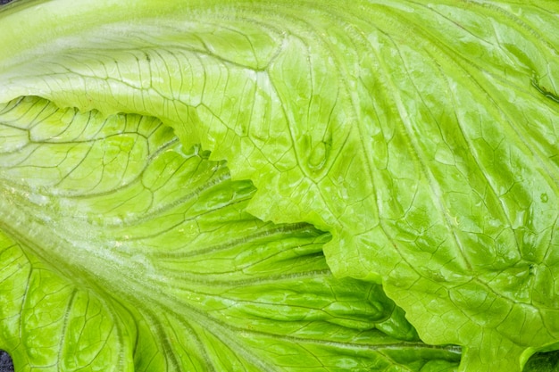 Lettuce leaf