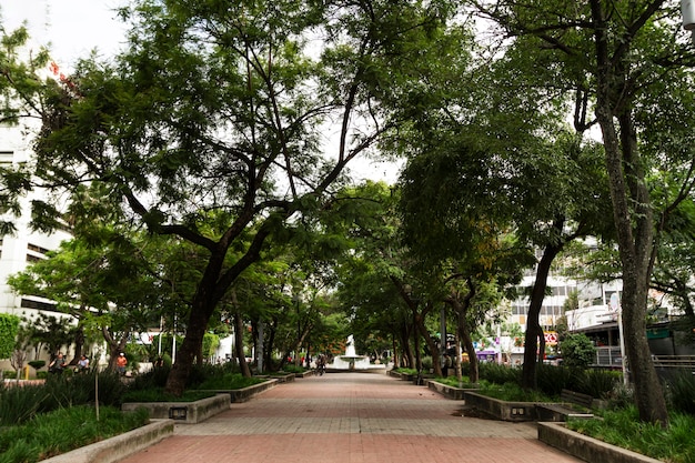 Life in mexico landscape with trees