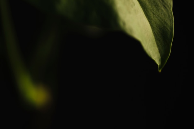 Free photo light on delicate leaf