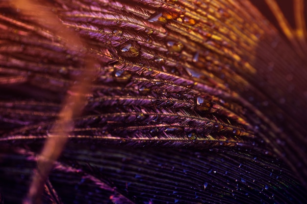 Free photo light on peacock feather with water drop