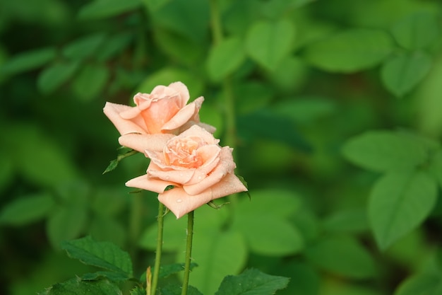 Free photo light pink flowers with water droplets