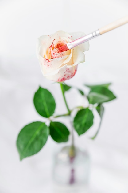 Free Photo light rose painting with brush in red