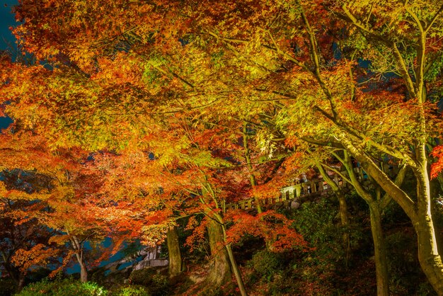 light up laser show at Beautiful Architecture in Kiyomizu-dera T