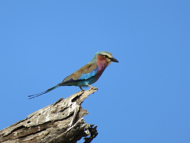 Free photo lilac-breasted roller bird perched on a tree trunk in the blue sky background, the fauna of tanzania