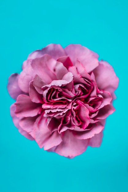 Free Photo lilac carnation on turquoise