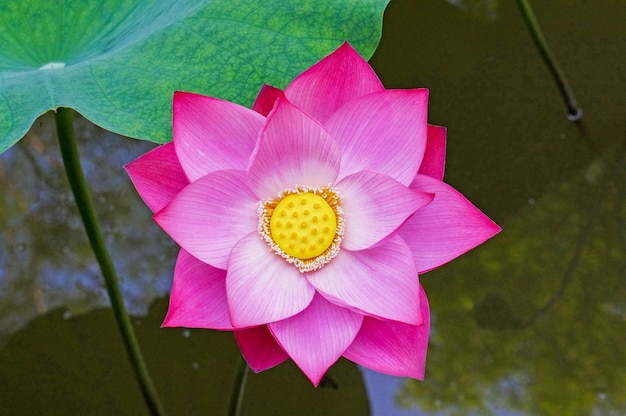 Free photo lilac flower in water