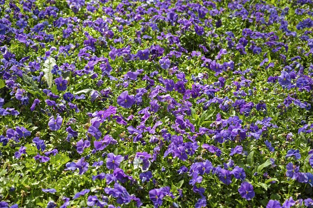 Lilac flowers in a garden