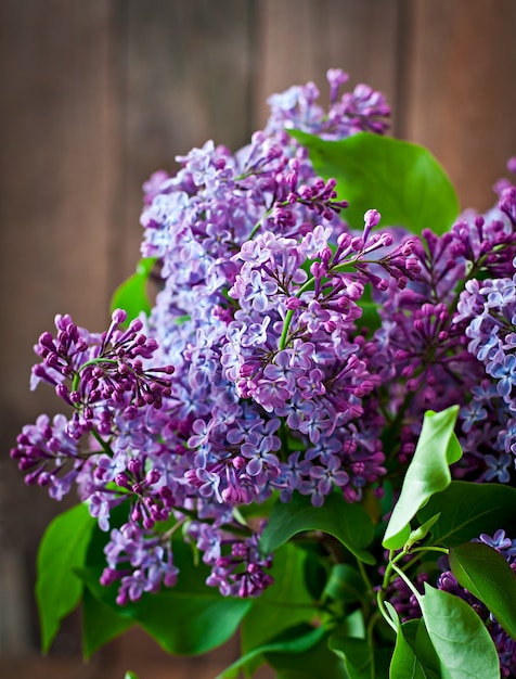 Free Photo lilac flowers and leaves in the nature