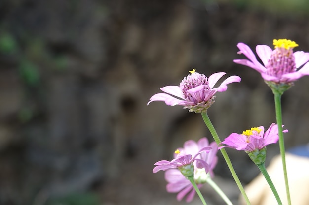 Free Photo lilac flowers with defocused background