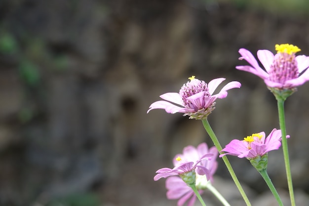 Lilac flowers with defocused background