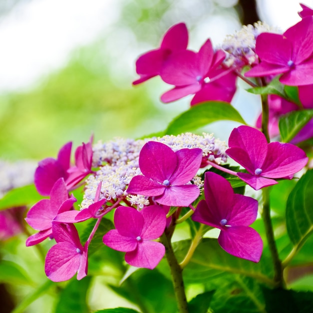 Free photo lilac flowers