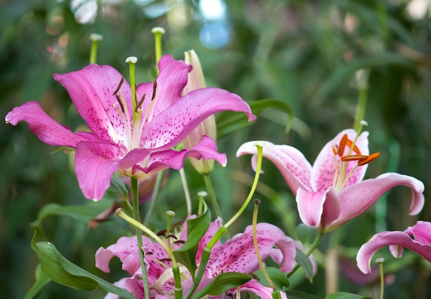 Lily flower in a garden