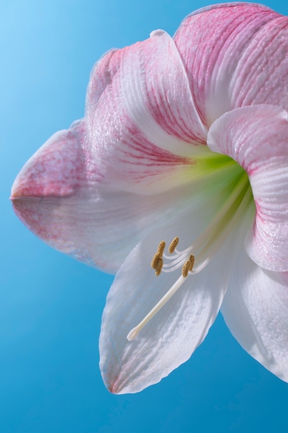 Free photo lily flower in the sky