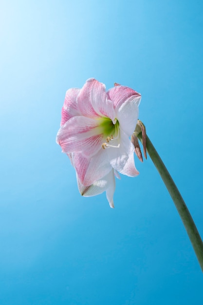 Lily flower in the sky