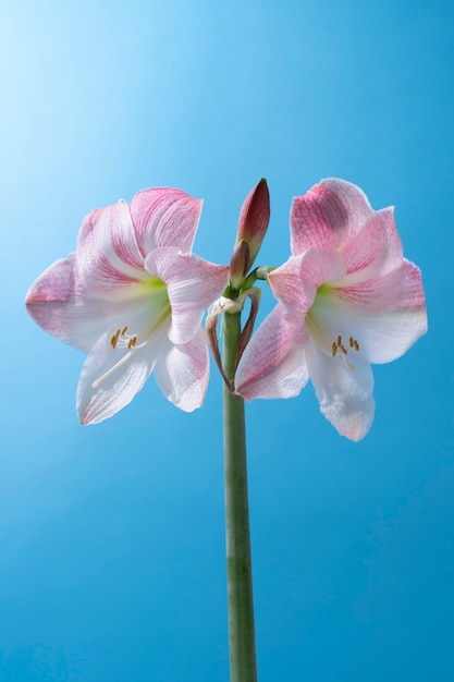 Free Photo lily flower in the sky