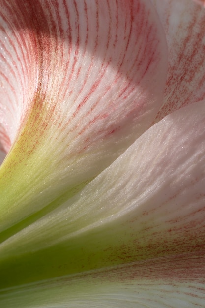 Free Photo lily flower in the sky