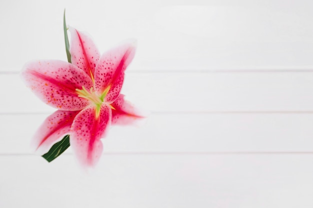 Lily flower on white